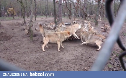 Wataha atakuje wilka Omega- najsłabsze ogniwo w hierarchii