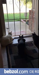 Różnica między kotami a psem