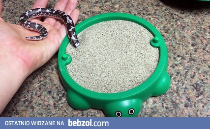 Kenijski boa piaskowy dostaje nową zabawkę