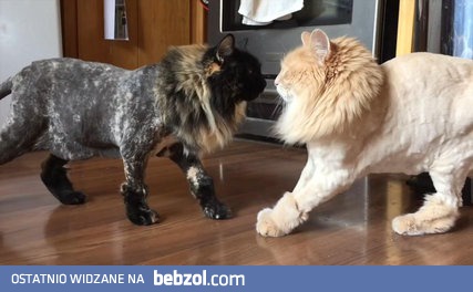 Nieoczekiwany skutek ostrzyżenia kotów