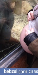 Reakcja orangutana na brzuch kobiety w ciąży