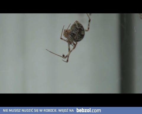 Pająk nastraszył pająka
