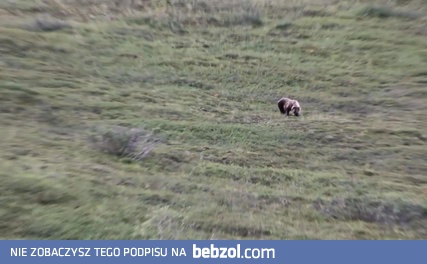Niedźwiedź grizzly turla się z górki