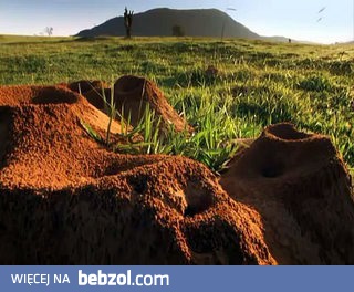 Gigantyczna kolonia mrówek 