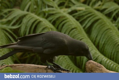 Udowodniono że kolejny gatunek kruka potrafi posługiwać się