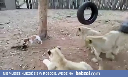 Młode lwy vs mały pies