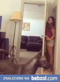 Zabawa z psem w chowanego