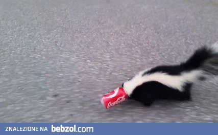 Skunks z puszką po coli na głowie 