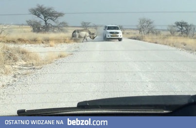 Nosorożec atakuje samochód. Turyści go nienawidzą