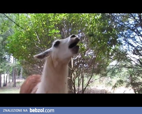 Lama ziewa…