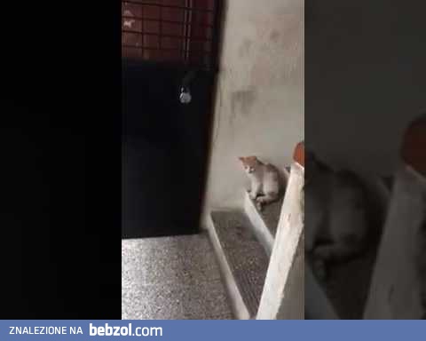 Kot przyszedł do domu