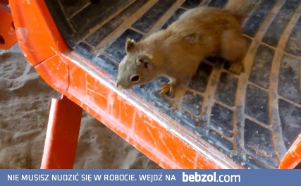 Jak one to robią - Wiewiórki