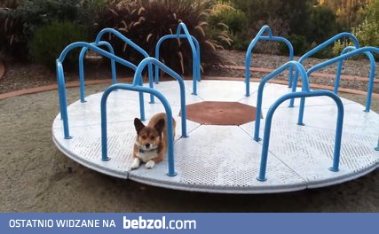 Zabawy z psem na karuzeli 