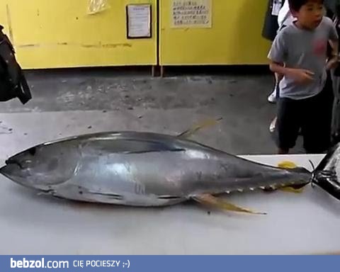 Jak pokroić tuńczyka