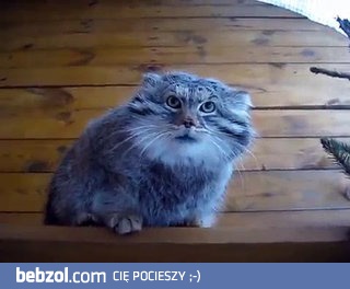 Manul - ruski kot stepowy