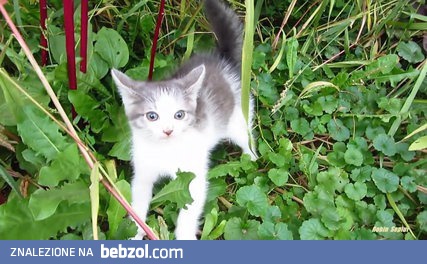 Pierwsze spotkanie kotka z człowiekiem