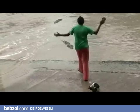 Czego boi się krokodyl