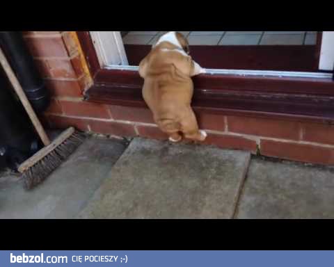Szczeniak Buldoga vs próg