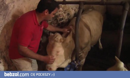 Niesamowita radość byka po tym jak został uwolniony