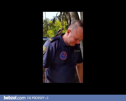 Dzięcioł zawsze stuka w puste...