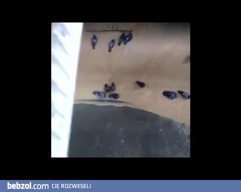 Wy pochłaniacie zboże