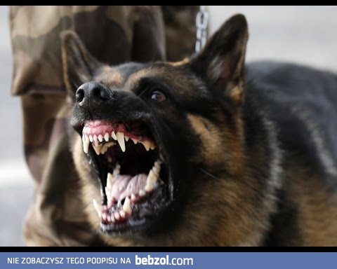 Policyjne psy w akcji