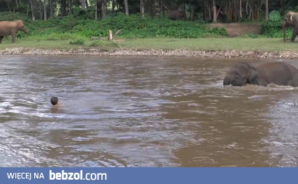 Słoń rusza na pomoc człowiekowi