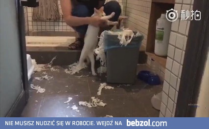 Kot ukarany pracą społeczną