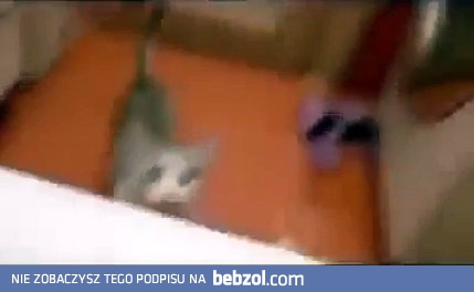 Kot próbuje uratować tonącego człowieka