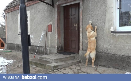 Pies, który sam  dzwoni dzwonkiem