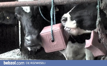 Mućki liżą kostkę soli mineralnych