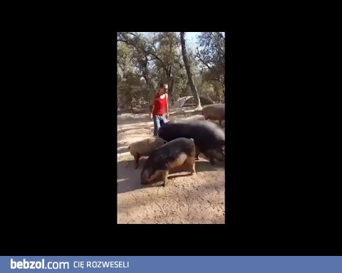 Ujezdzanie dobrej lochy