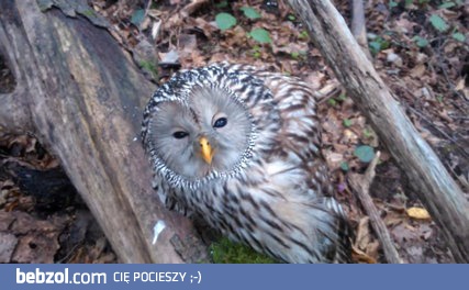 Błogi stan puszczyka uralskiego 