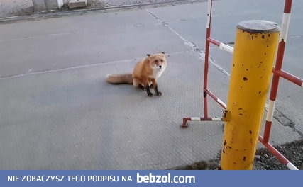 Lokalne lisy nauczyły się piszczeć by żebrać o jedzenie 