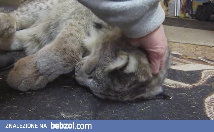 Ryśki to fajne kociaki 