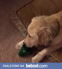 Urocza reakcja psa na jego ulubioną zabawkę w dużej skali