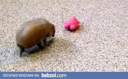 Mały pancernik odkrywa nową zabawkę