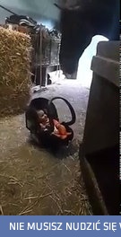 Koń kołysze dziecko w nosidełku