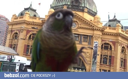 Wypad z ptasim kumplem na miasto, na obiad