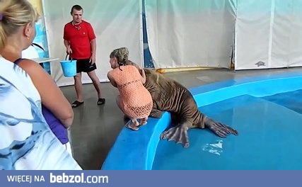 Lew morski wykorzystuje okazję 