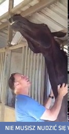 Koń pieszczoch nie pozwoli ci odejść 