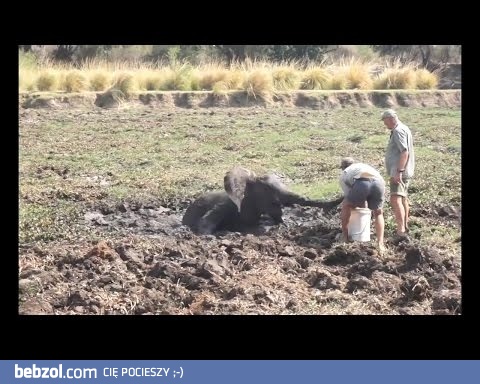 Ratunek małego słoniątka