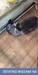 Husky bawi się z szopem praczem