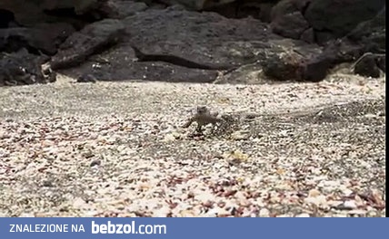 Jaszczurka poczuła się jak biały w czarnej dzielnicy po północy