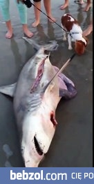 Wyciąganie małych rekinów z brzucha martwego