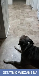 Psia jego mać! To jest kwaśne! - Reakcja psa na kwaśny cukierek