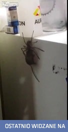 Australia... Kraj w którym pająki jedzą myszy
