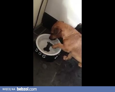 Pies próbuje zjeść namalowany kość