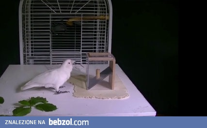 Kakadu tworzy narzędzia z różnych materiałów