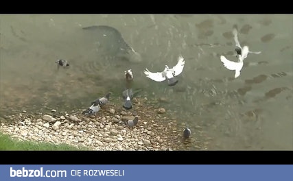 SUM TO JEST KRÓL WODY